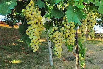 Agriturismo Poggio Duca リミニ 0*,